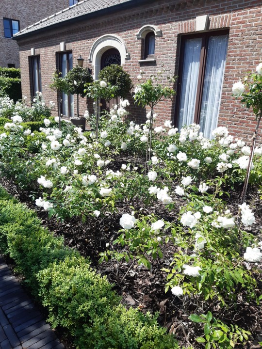 Tuin Vereecken Ivan