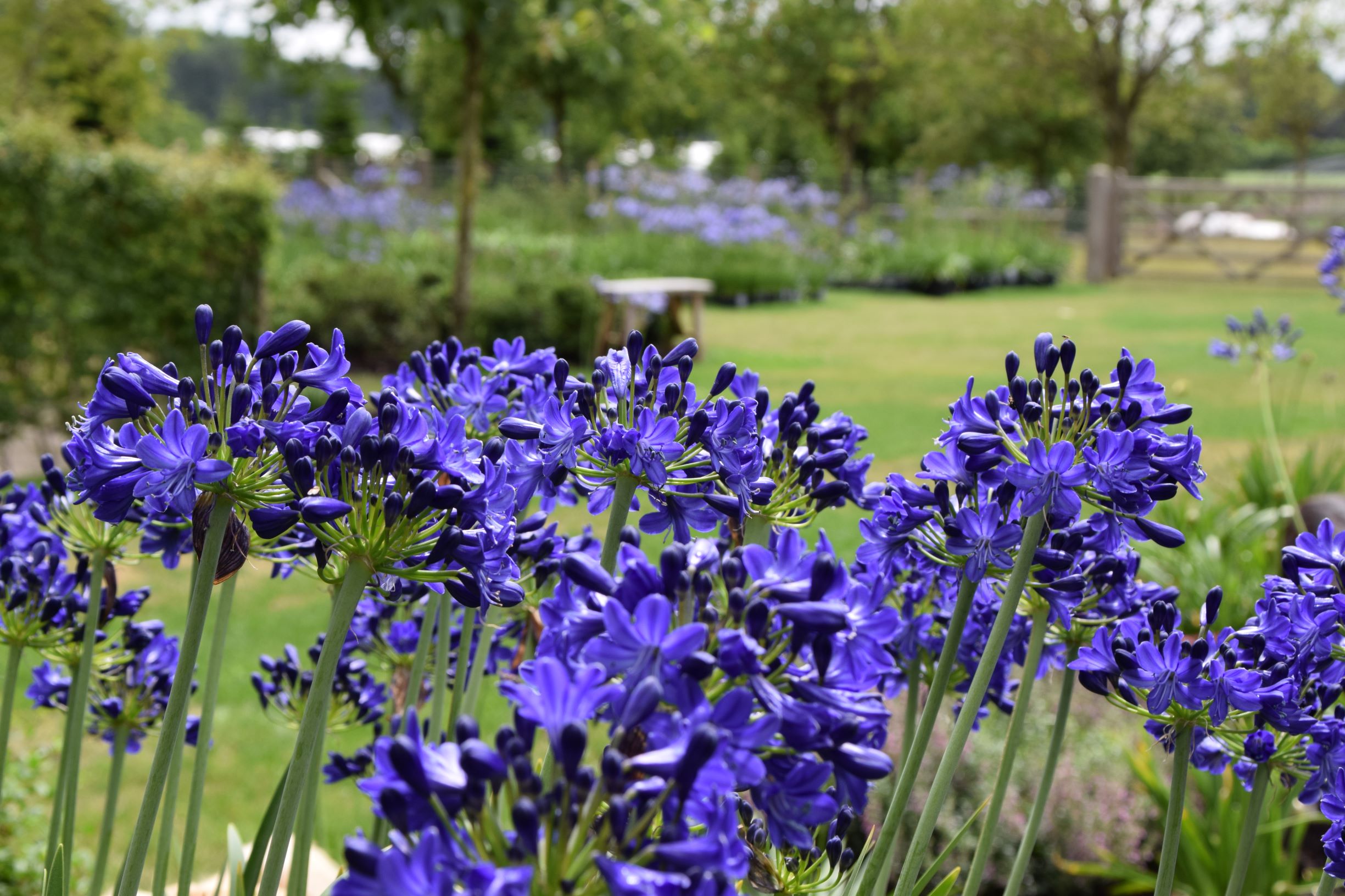 Tuin Tim Wyckstandt