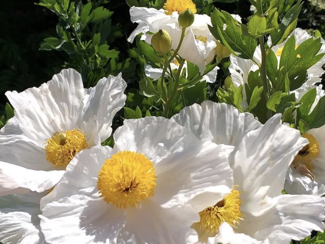 Tuin Mijn muze