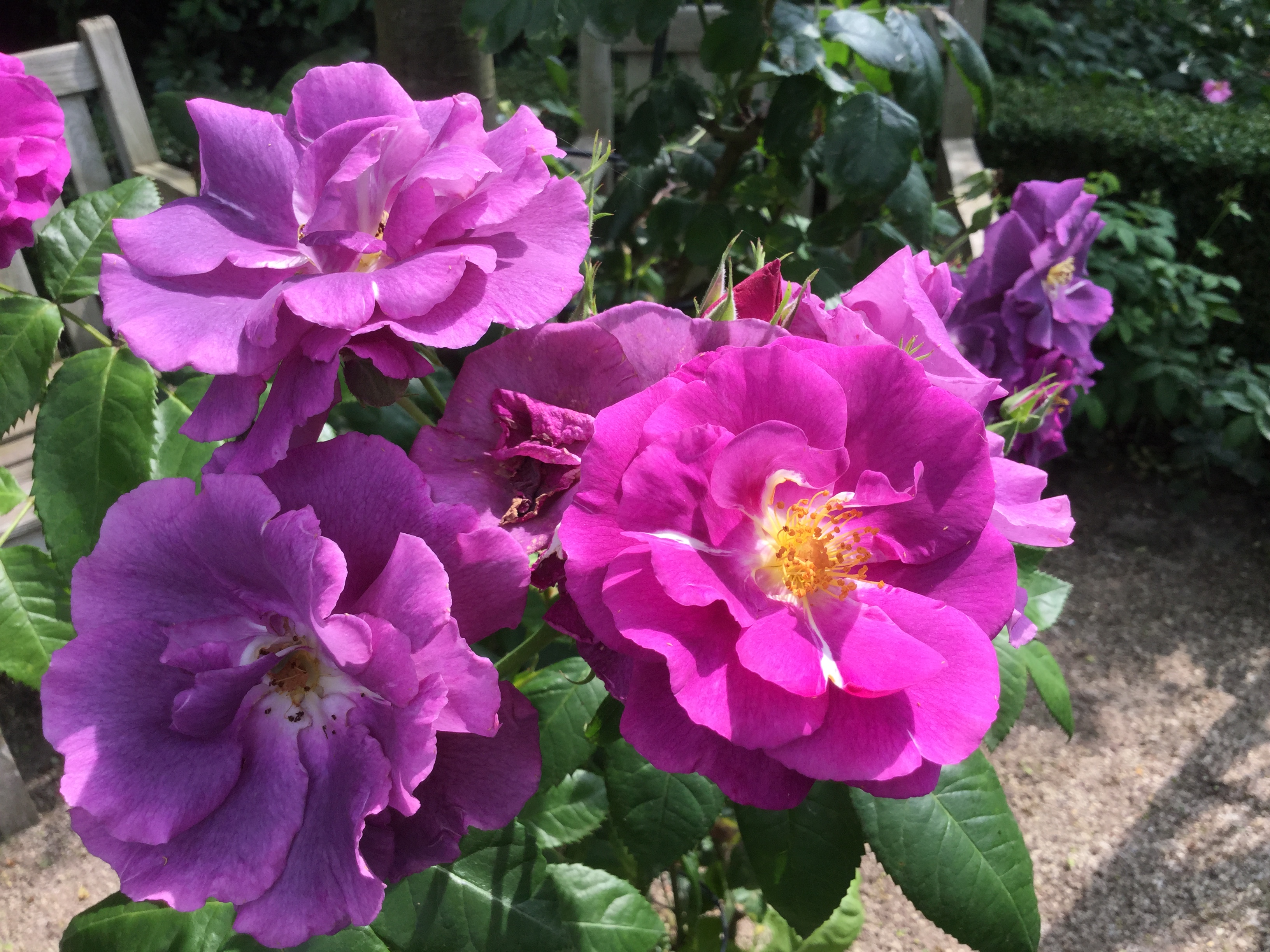 Tuin Mijn muze