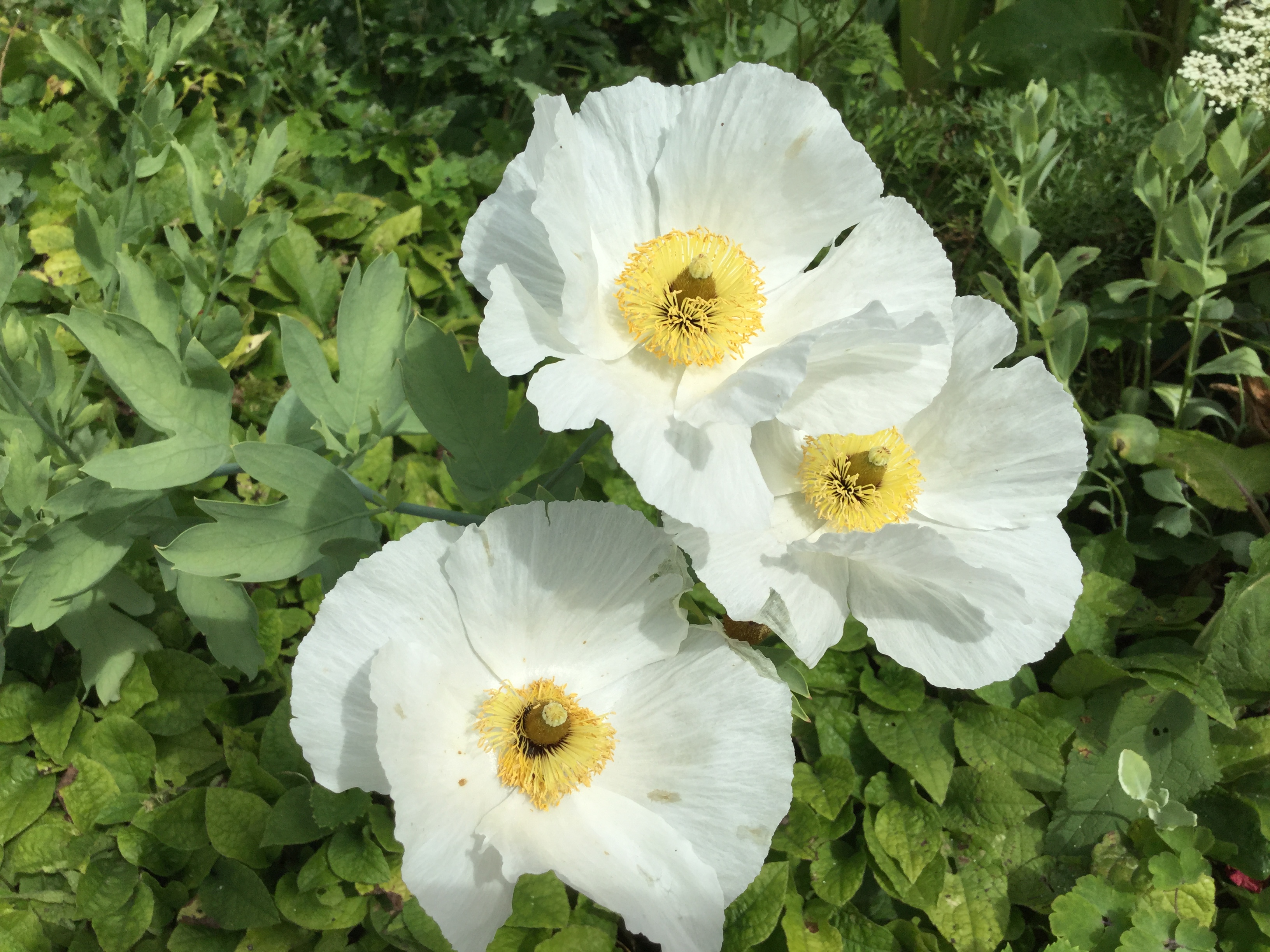 Tuin Mijn muze