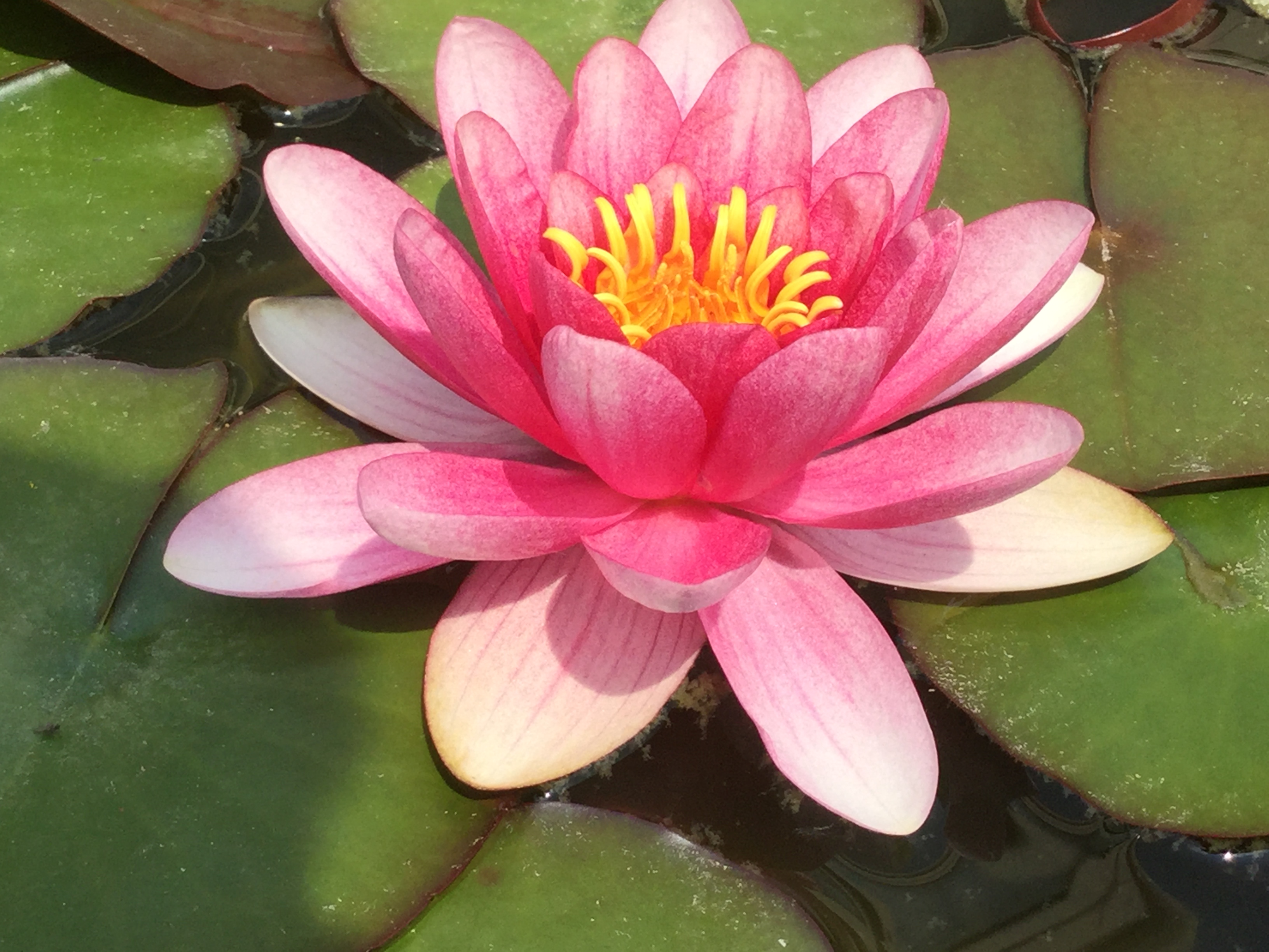 Tuin Mijn muze