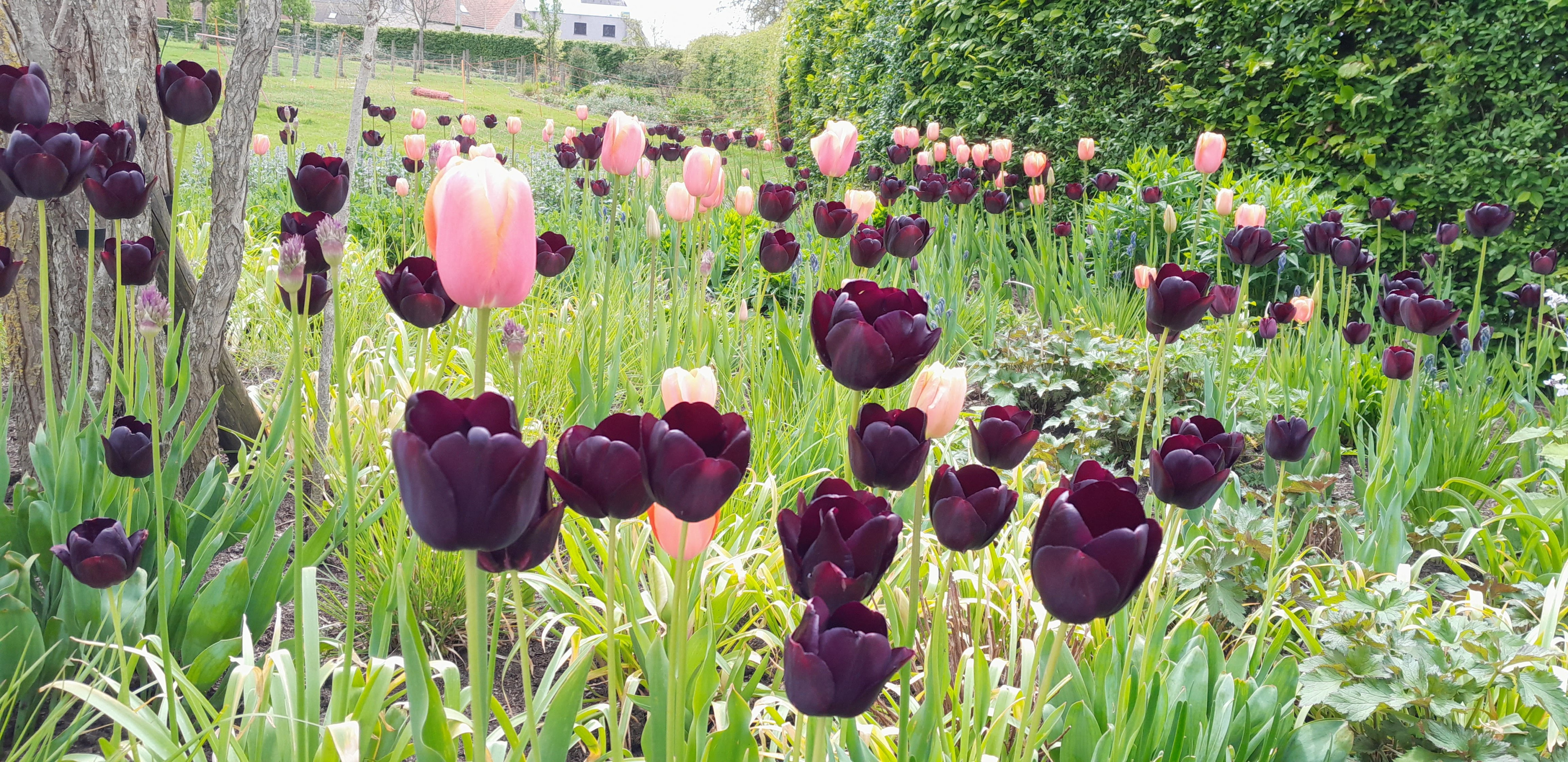 Tuin Stefaan Verhulst 
