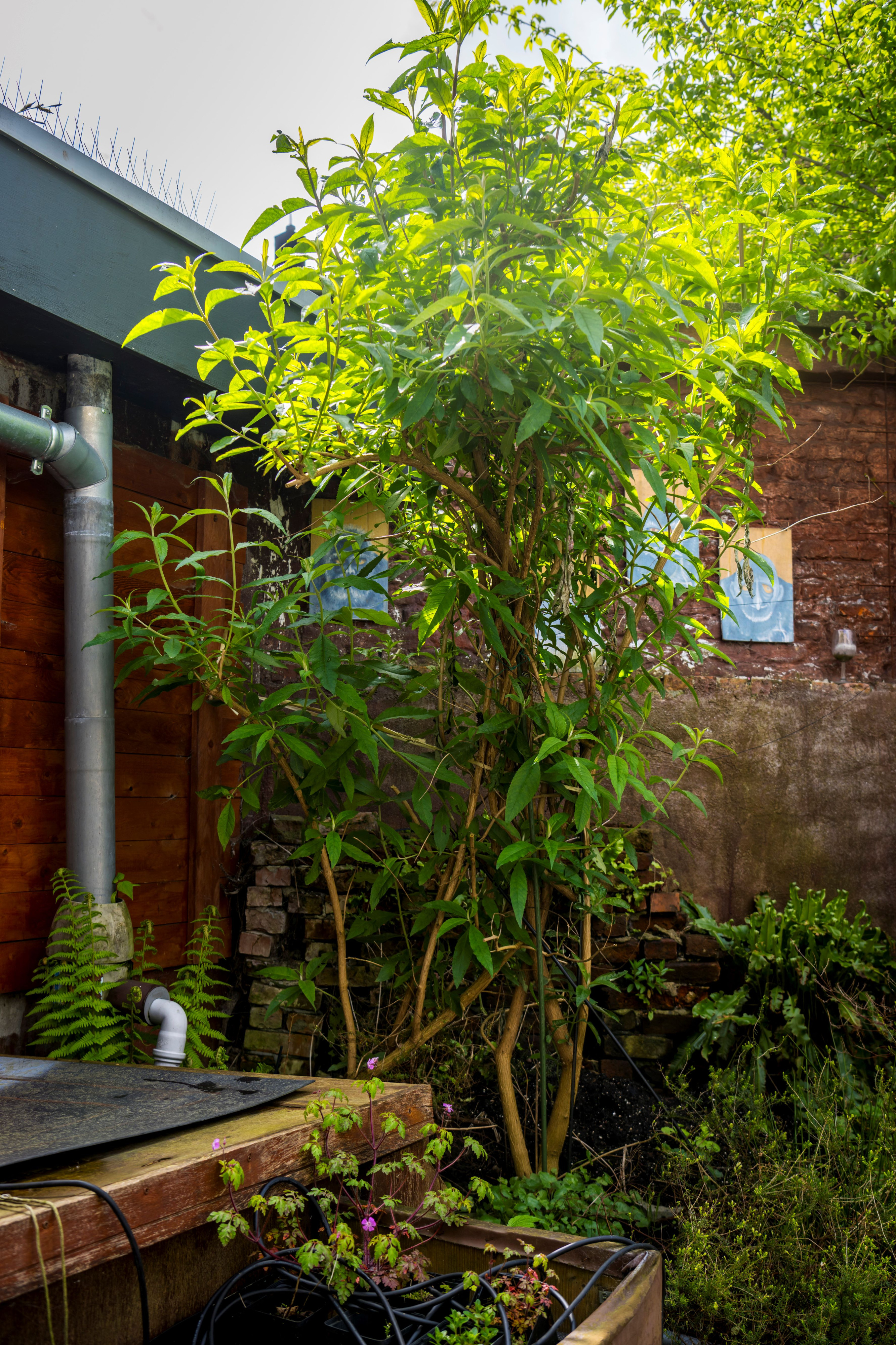 Tuin Hilde Van den Steen