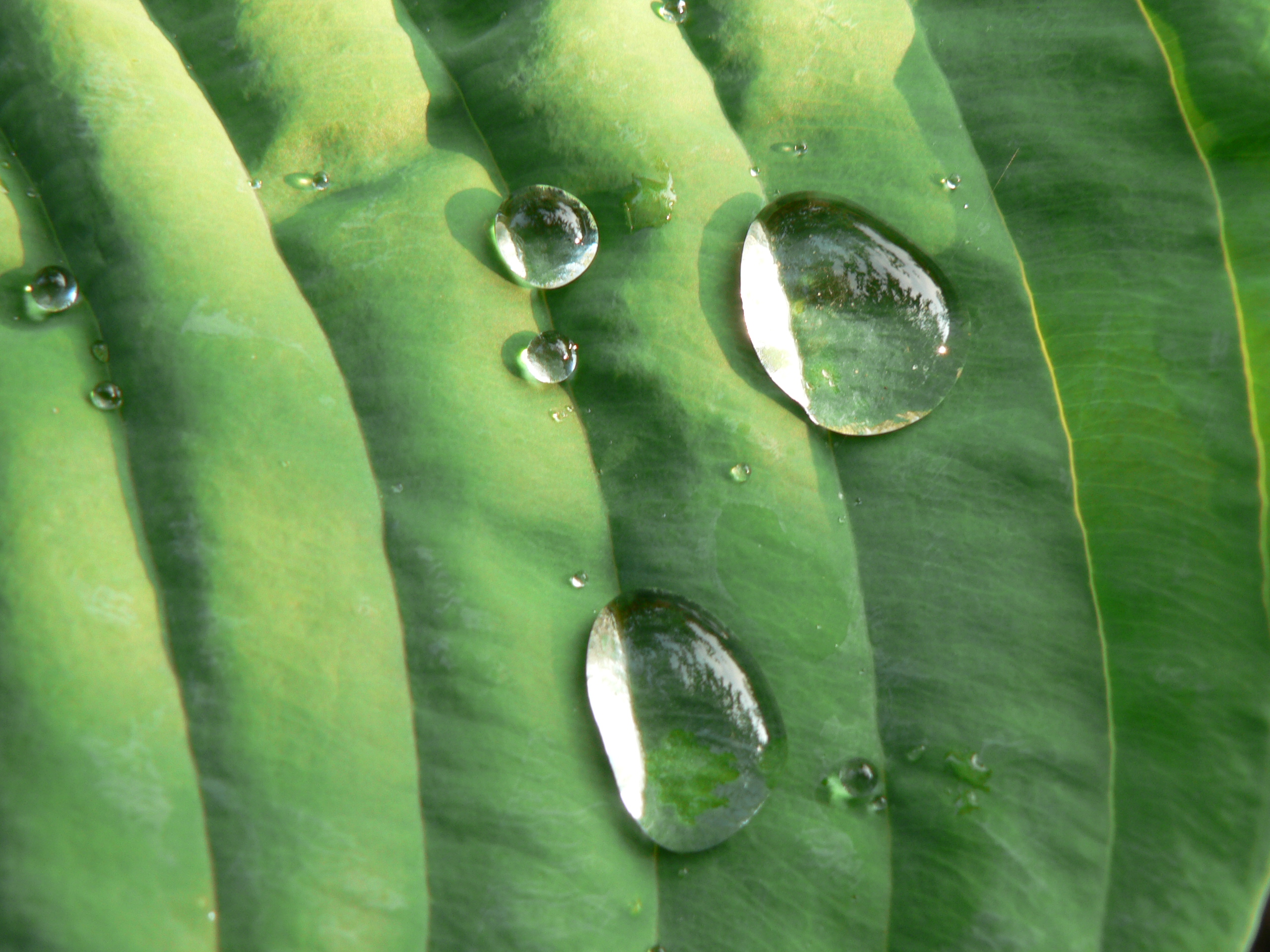 Tuin Bas Koch