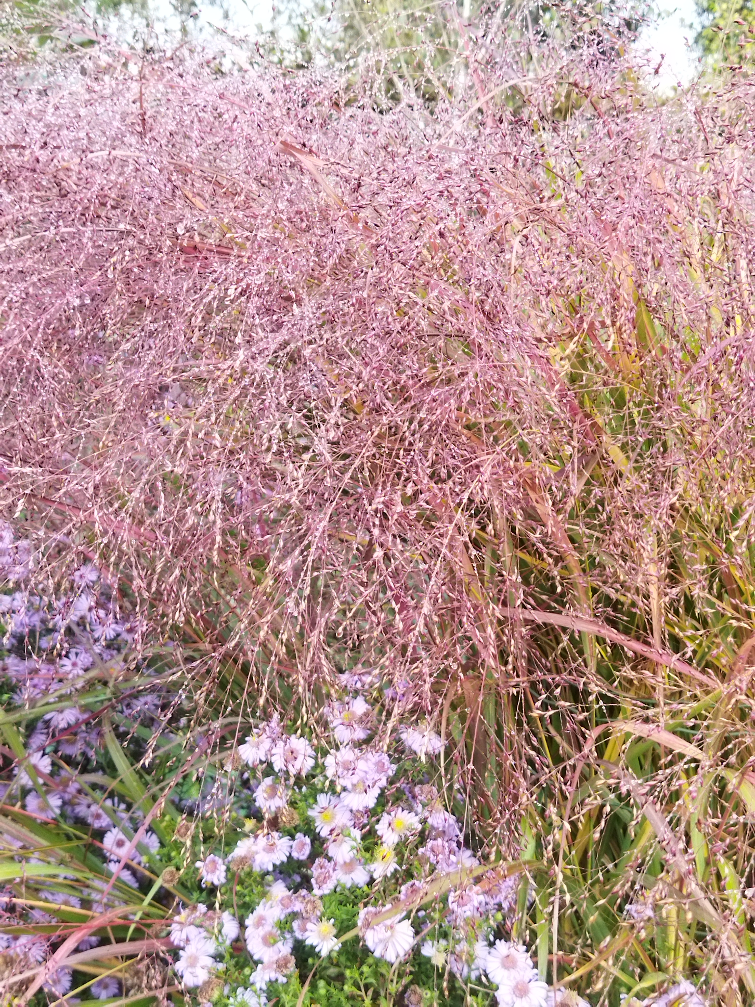 Tuin van Luc en Frieda