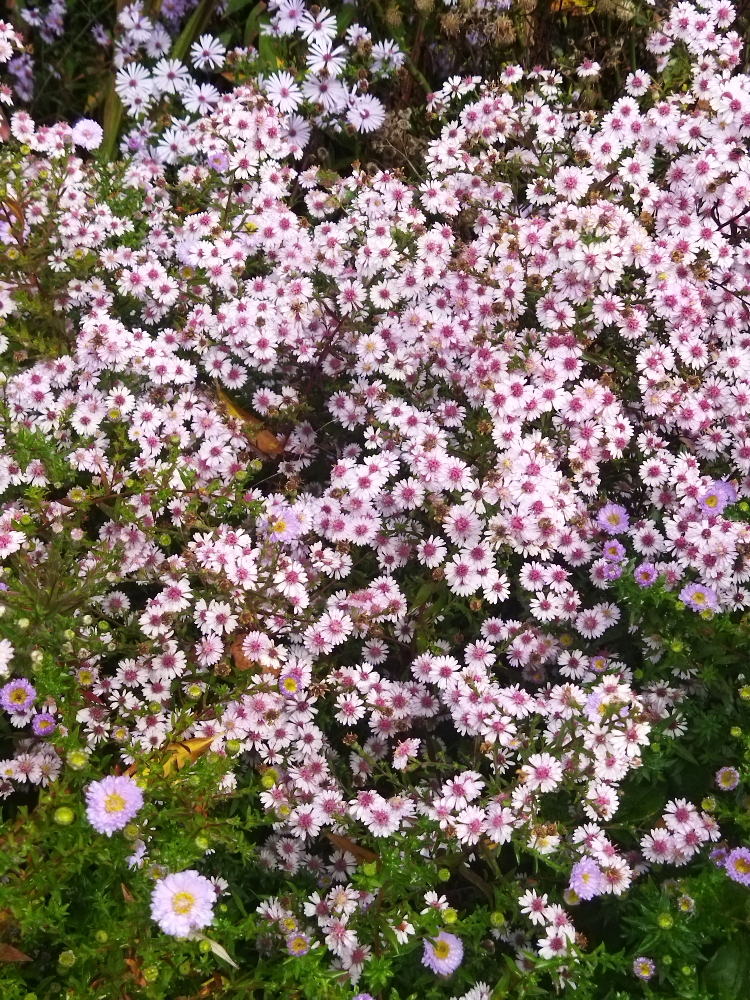 Tuin van Luc en Frieda