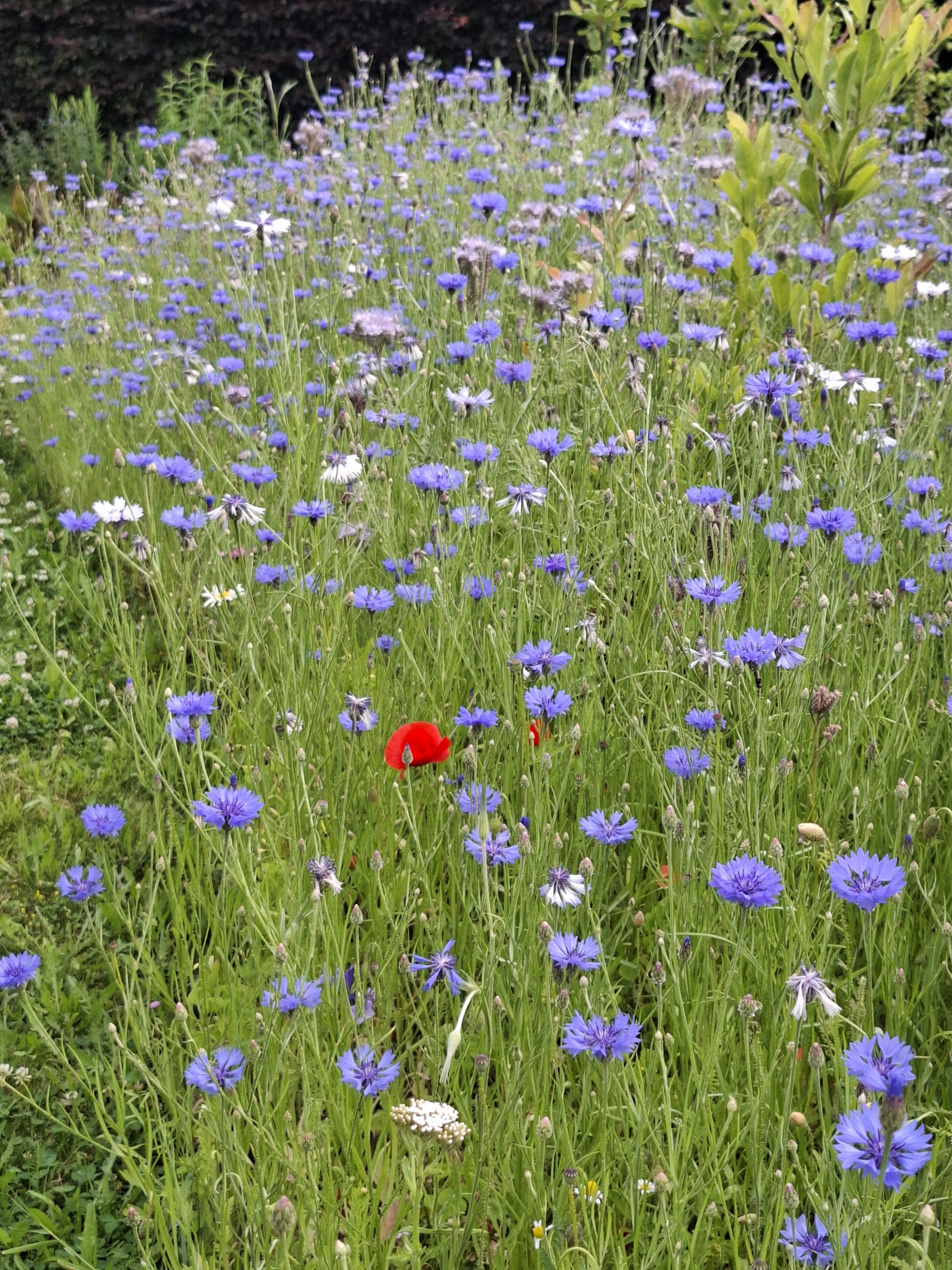 Tuin Jos Vanoppen