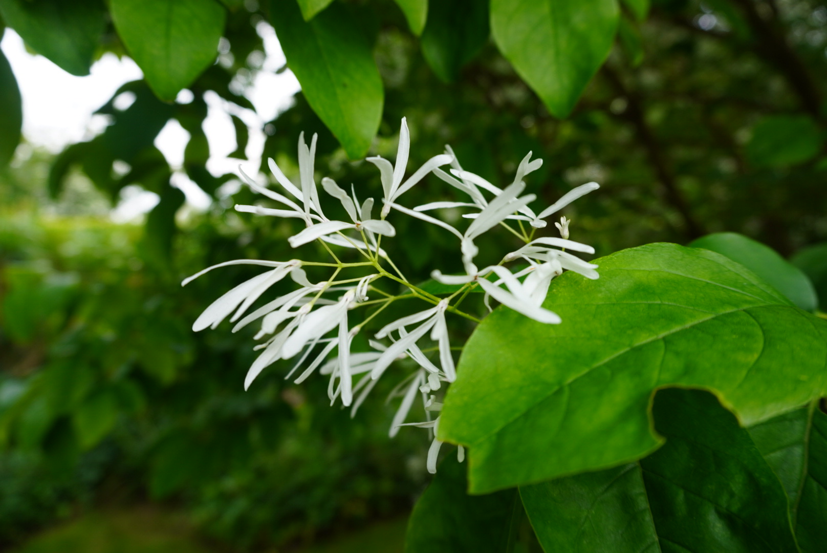 Tuin Dirk Gunst