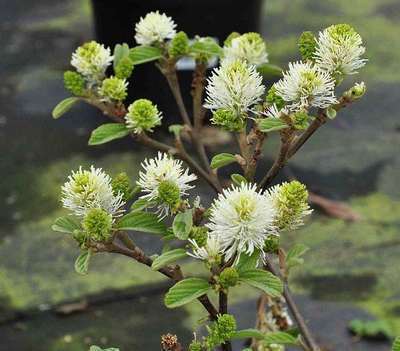 Fothergilla major