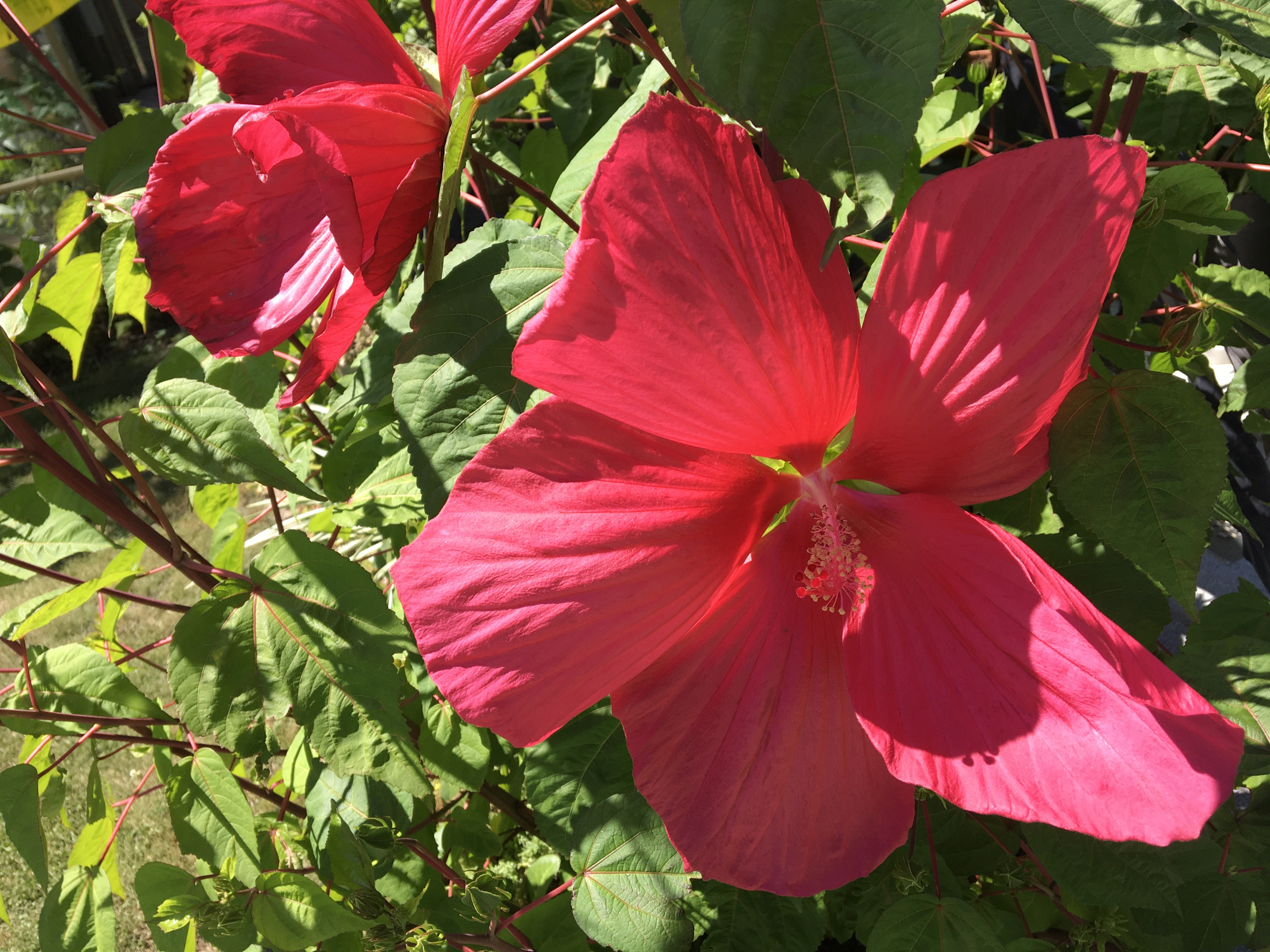 Tuin Linda Vanderhoeven