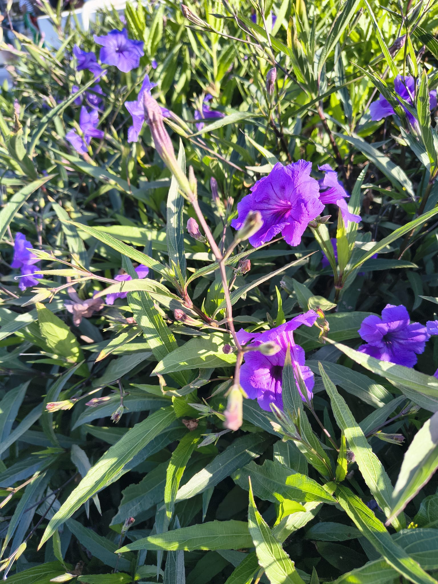 Mexicaanse Petunia