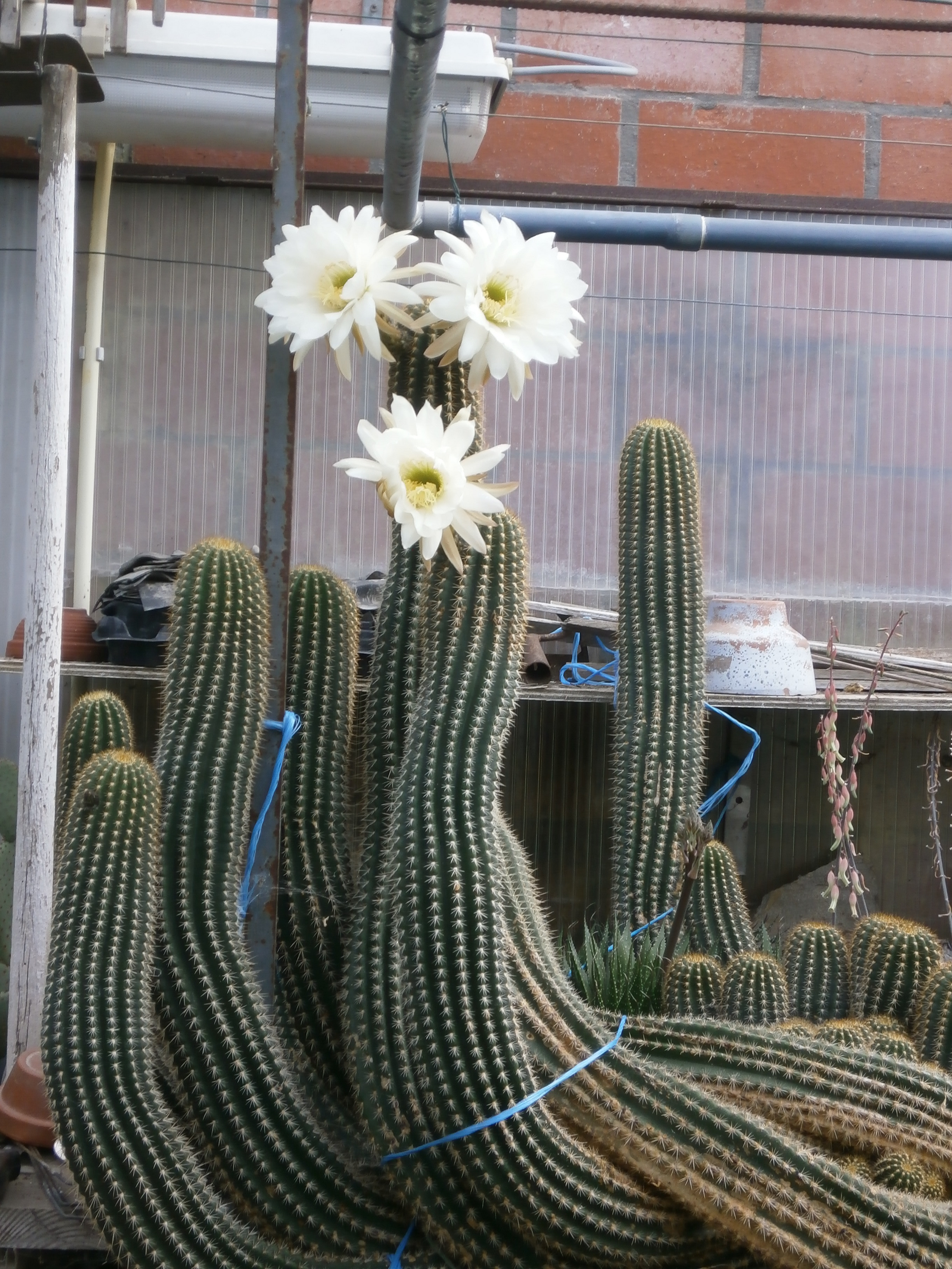 Tuin Marc Deboysere