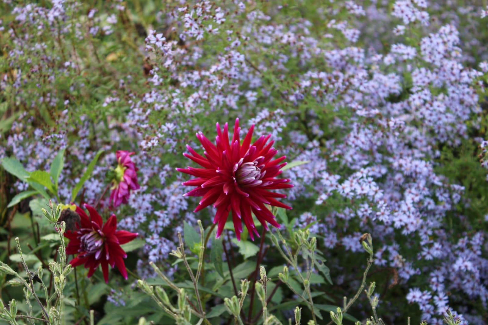 Tuin Jorissenhoeve