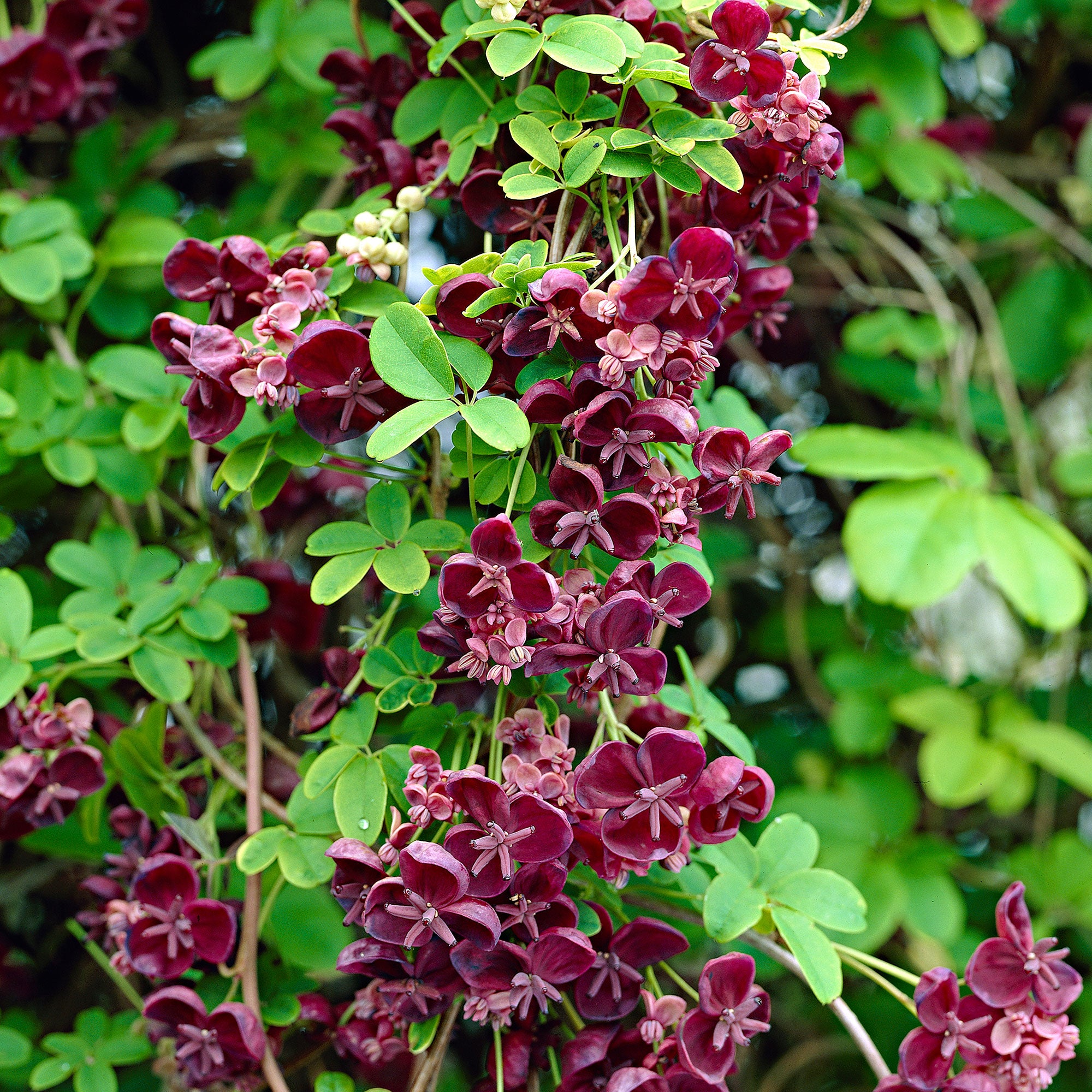 Akebia quinata 