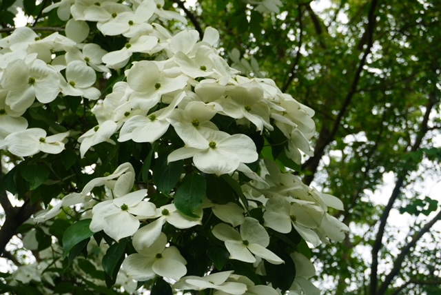 Cornus kousa chinensis