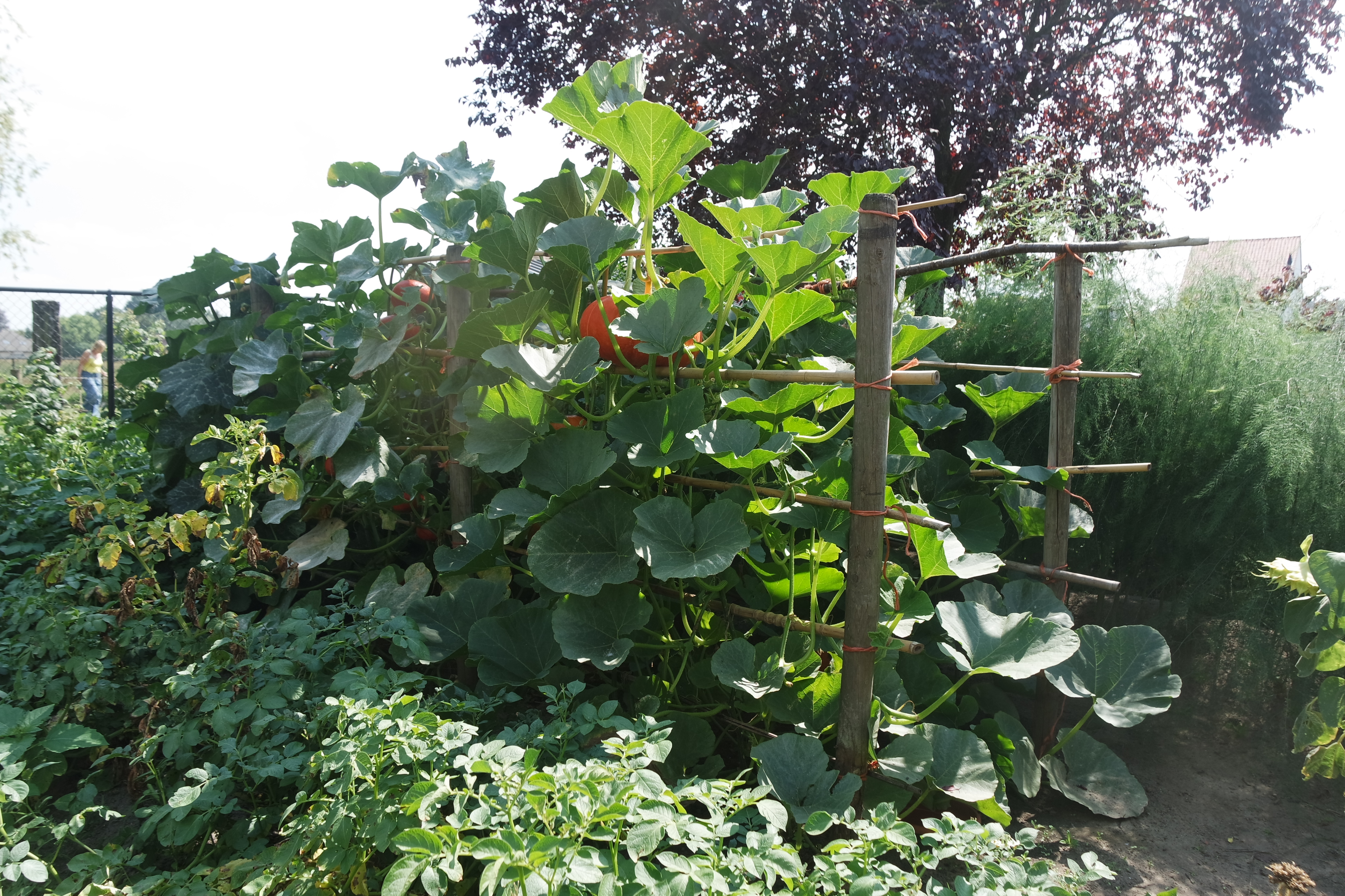 Tuin Stuer Dirk en Maria