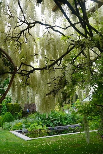 Wisteria