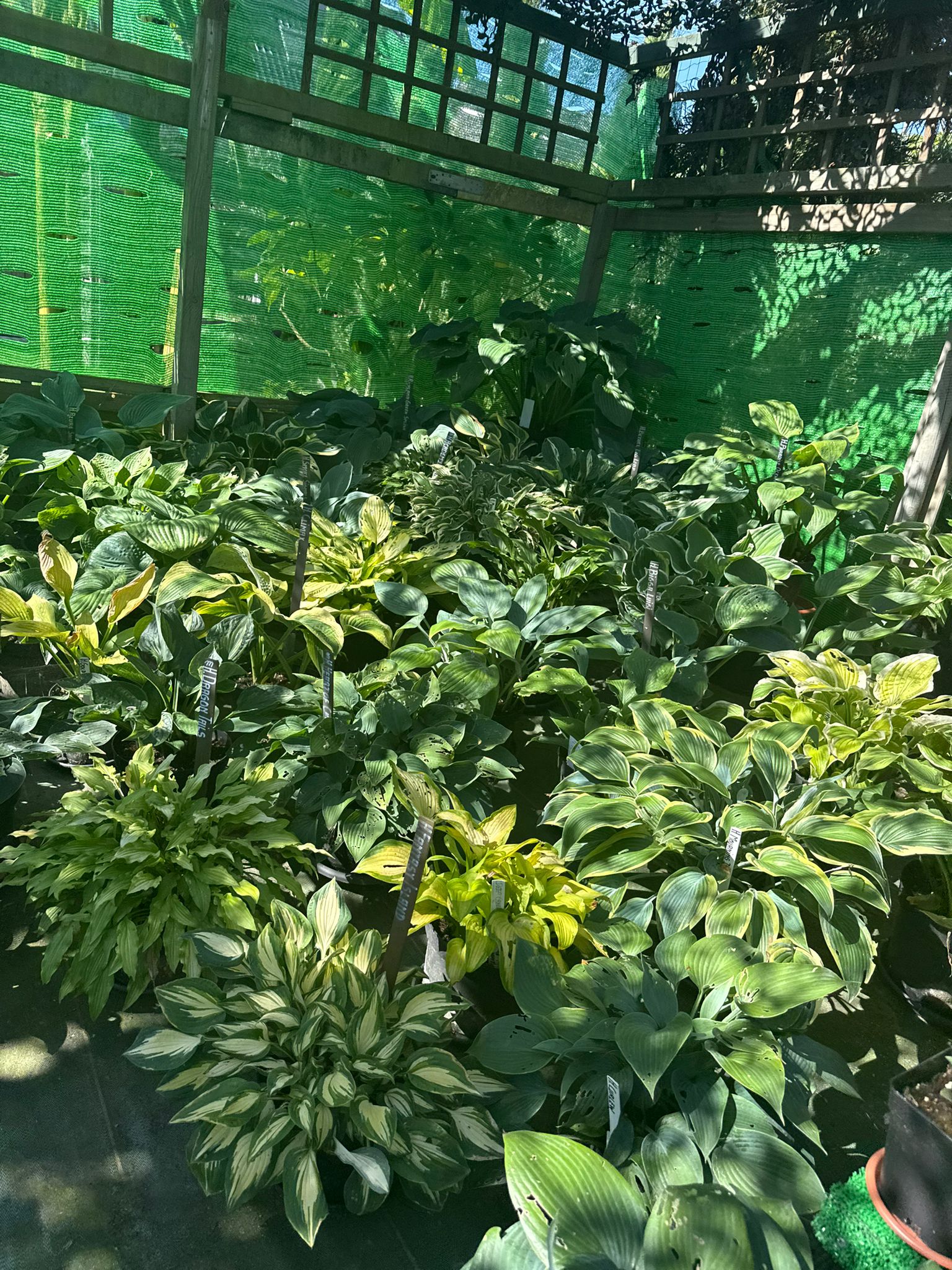 Tuin Hostapatio II