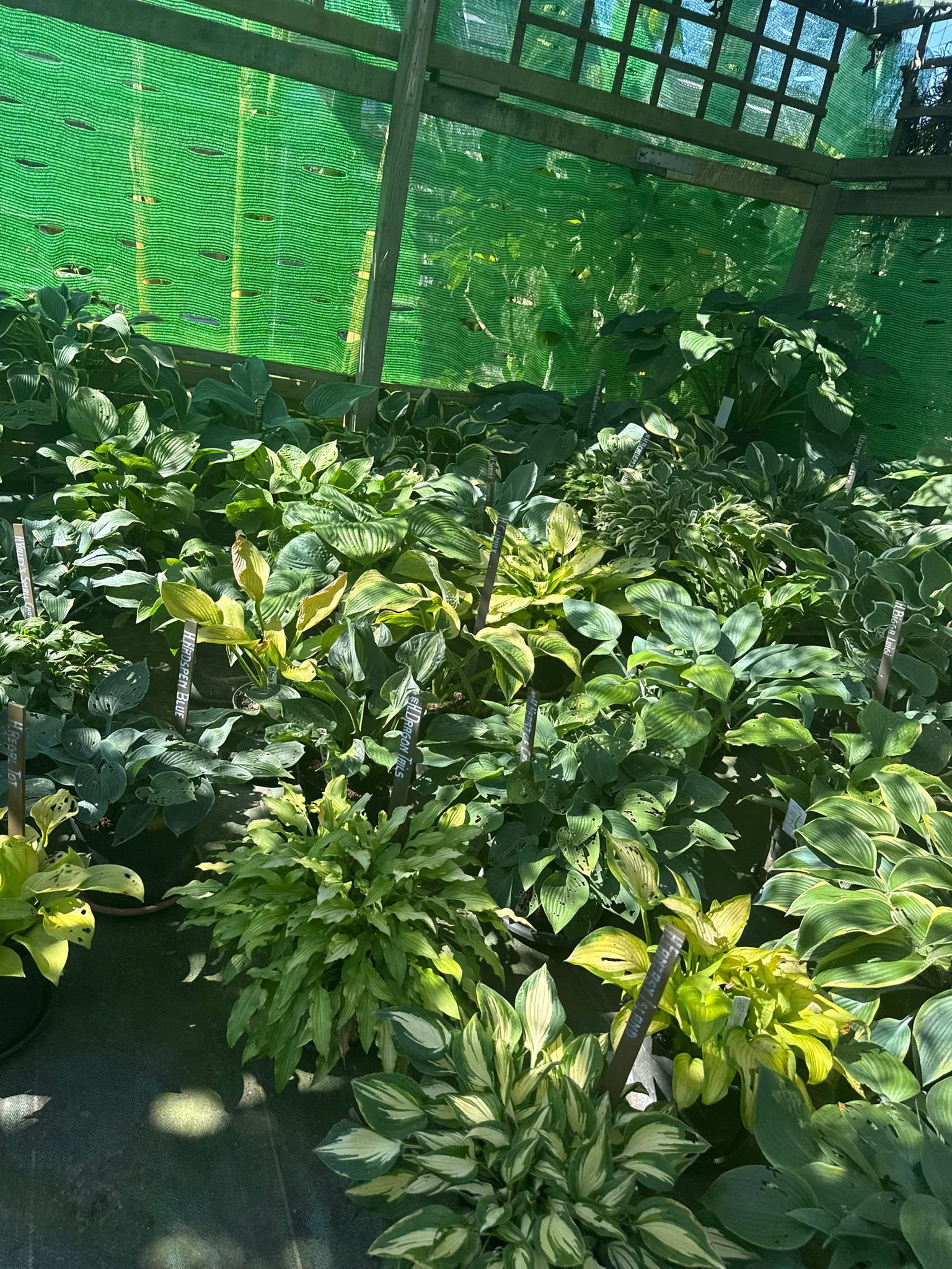 Tuin Hostapatio II