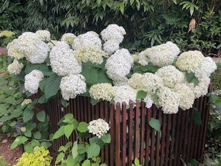 Tuin Leo Schoovaerts