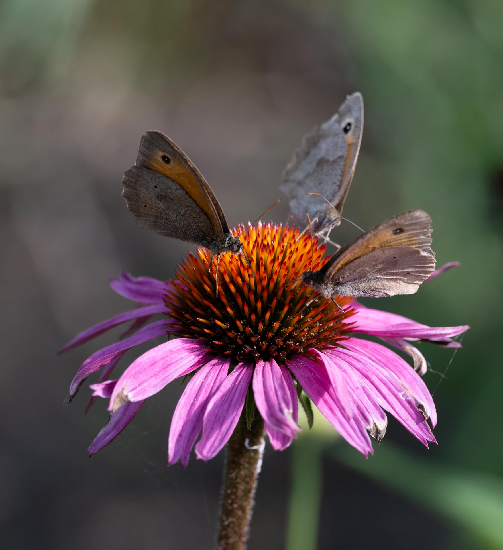 Tuin Ter Kruyslanden