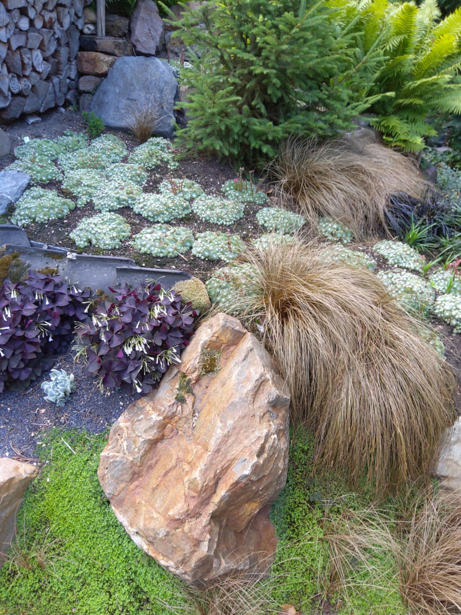 Tuin Willy Jannis