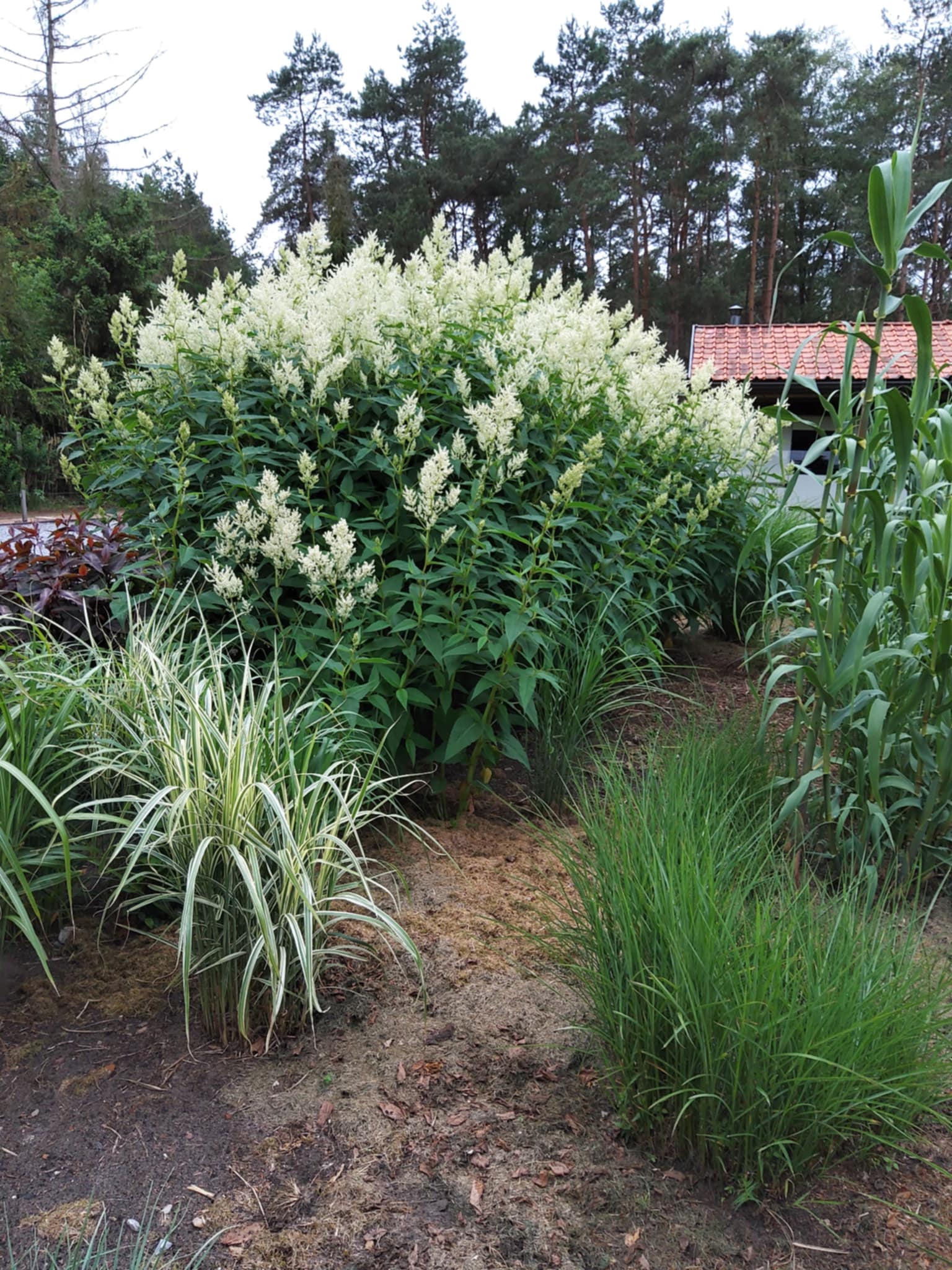 Tuin Willy Jannis