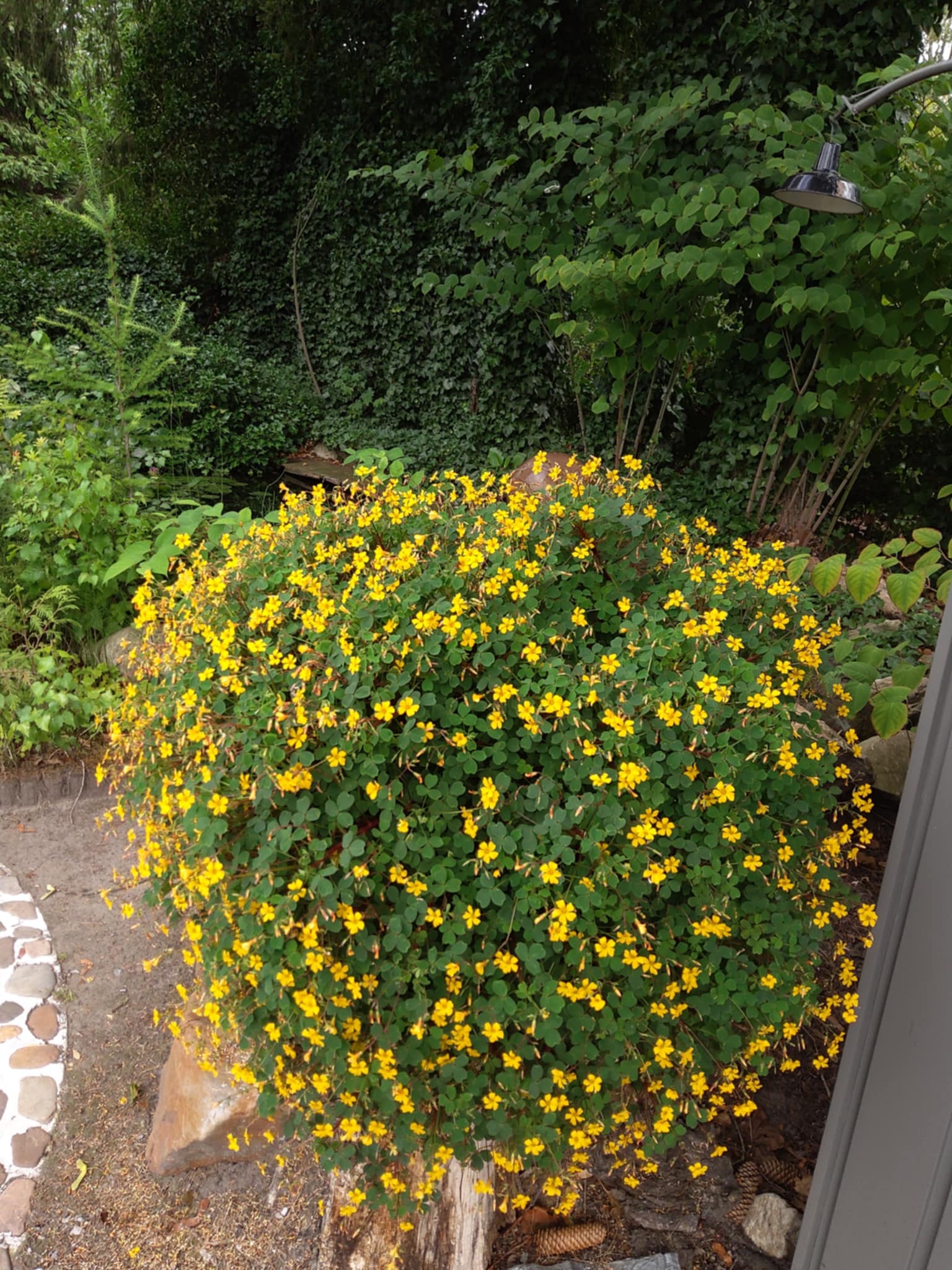 Tuin Willy Jannis