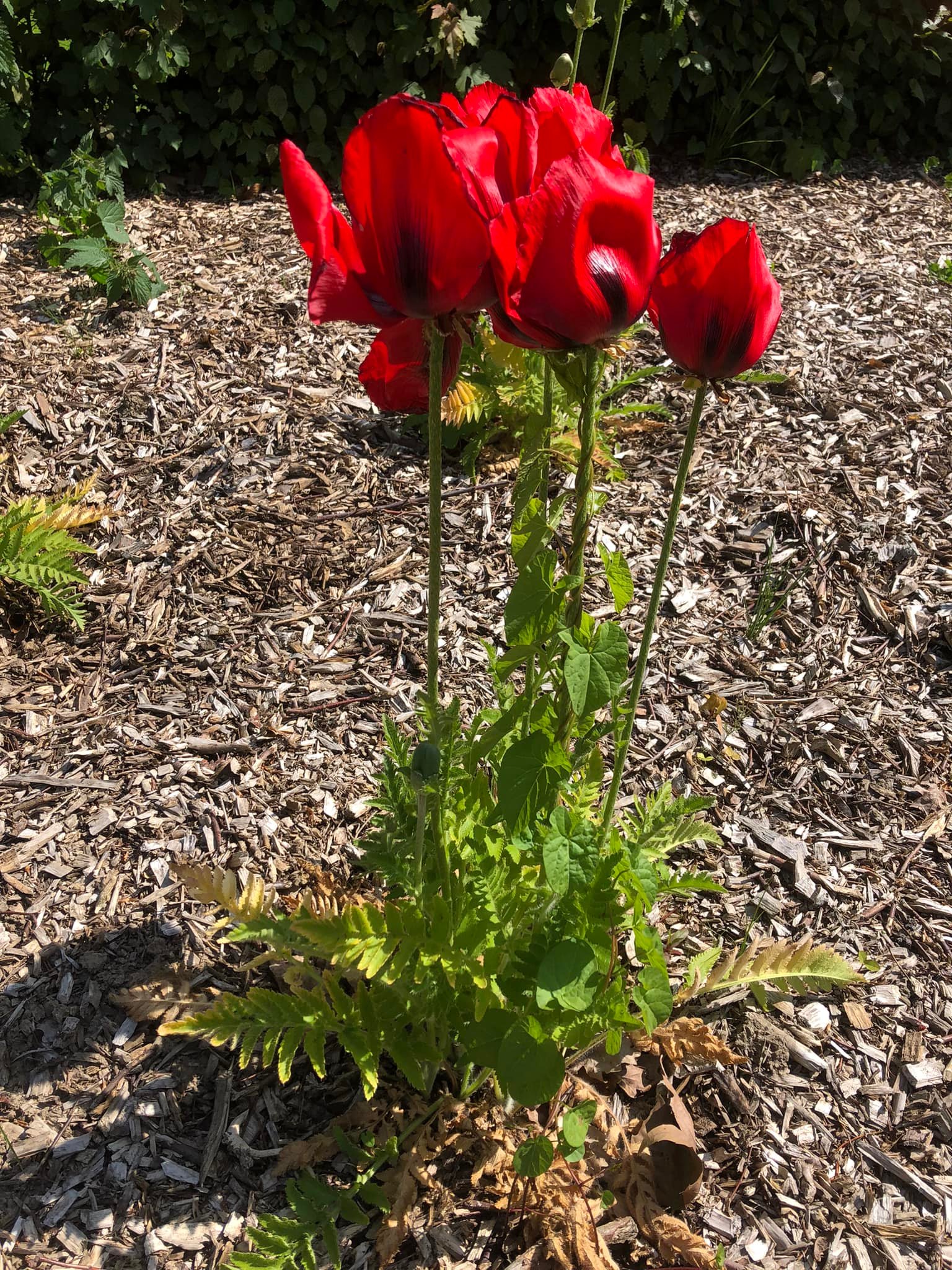 Tuin kasteelpark De lovie