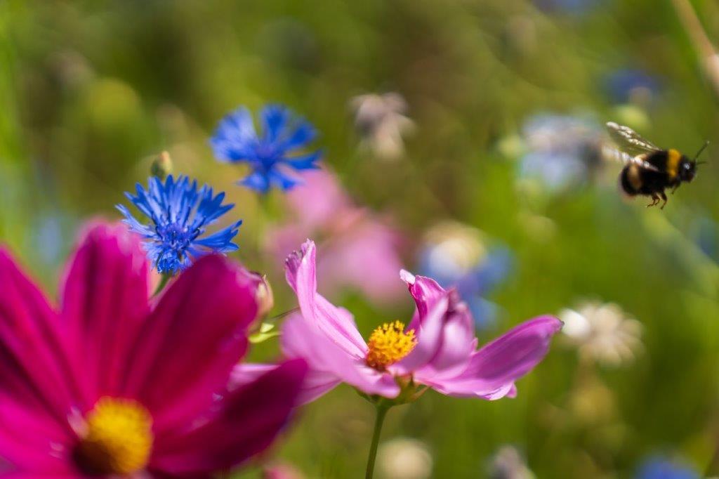 Tuin Johan Vandermarliere
