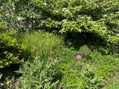 Tuin Caroline Verbeeck