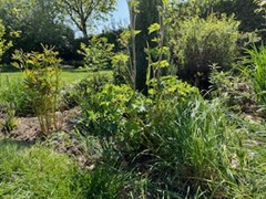 Tuin Caroline Verbeeck