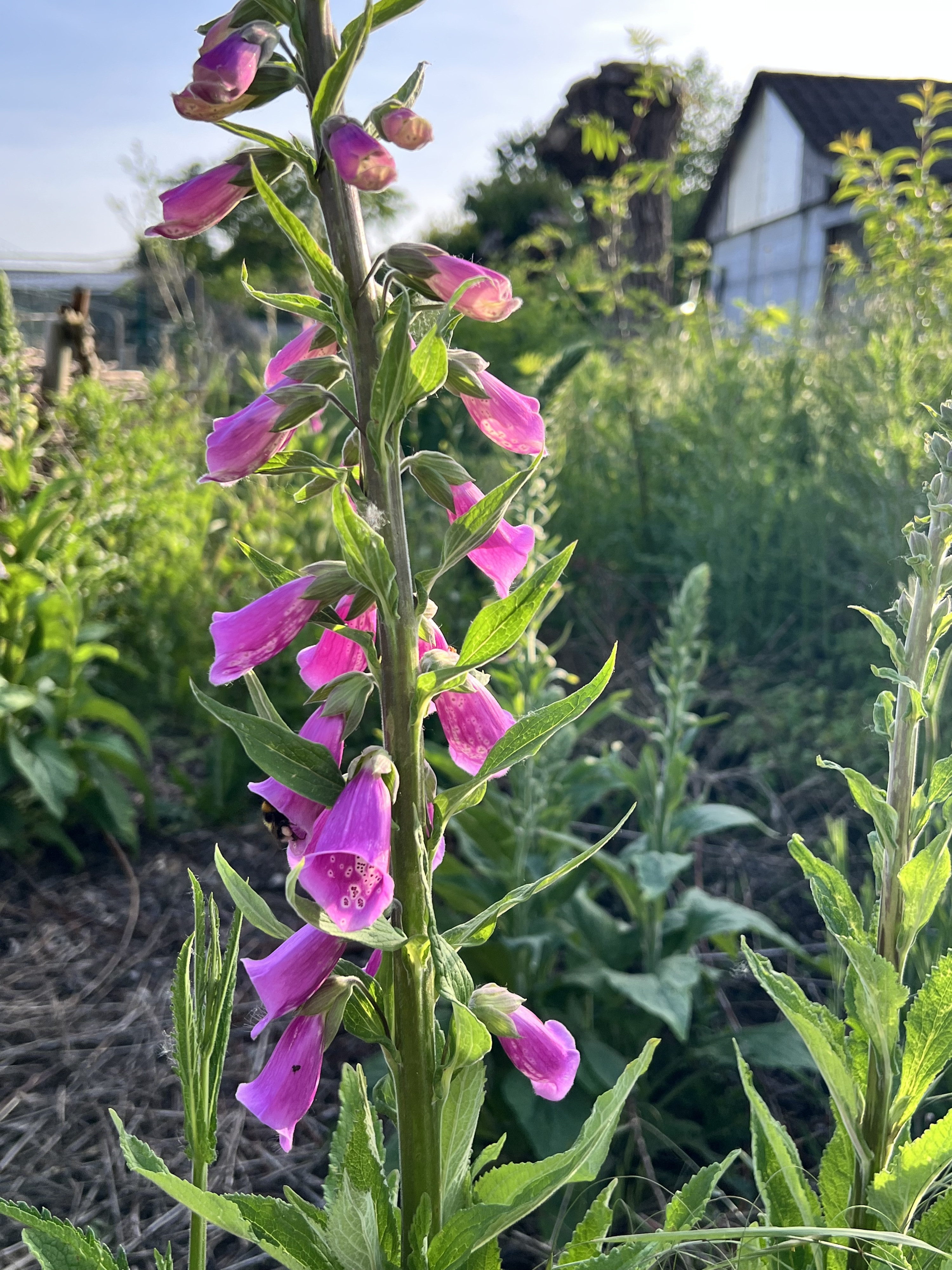 Tuin land van troost