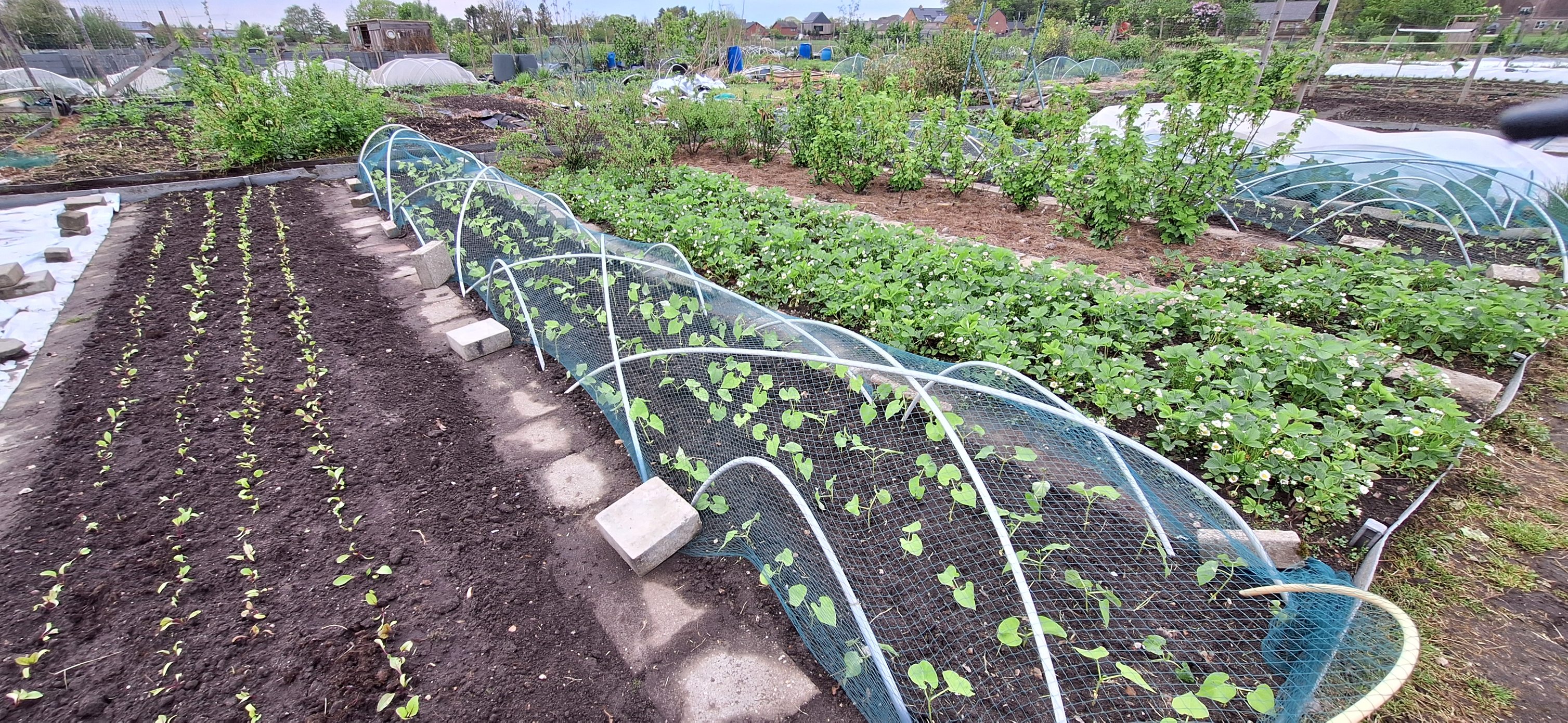 tuin4.jpg