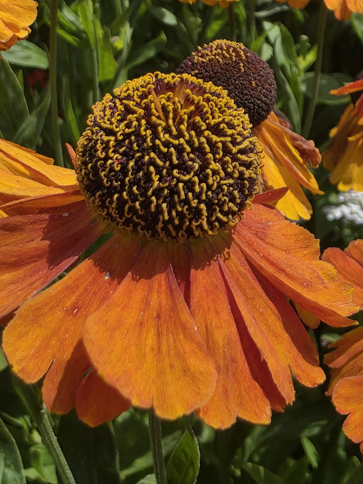 tuin7.jpg